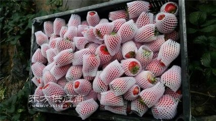 雪蓮果包裝網(wǎng)套機、龍口云生網(wǎng)套機、濟南網(wǎng)套機批發(fā)