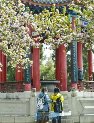 與碧水古建相伴,濟南大明湖畔海棠盛開